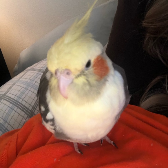 Meet your Posher, Amber - Picture 1 of 1